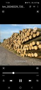 Wholesale logs: Balsa Wood