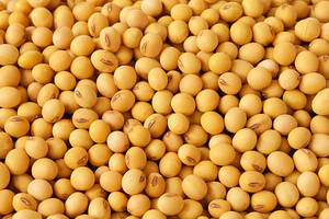 Soybeans for Sale