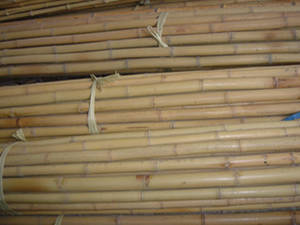Wholesale bamboo pole: Natural Green Raw Bamboo Poles Wholesale
