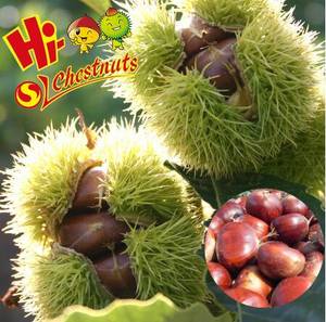 Wholesale fresh chestnut: New Crop Fresh Chestnuts Accept Order Now