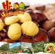 2016 Best Organic Wholesale Chestnuts