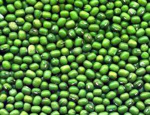 Wholesale Bean Products: Green Mung Beans