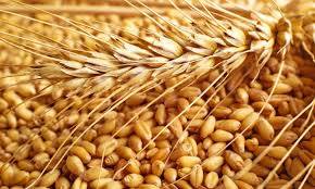 Wholesale viscose: Wheat Seeds