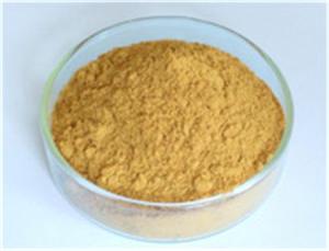 Wholesale red ginseng: American Ginseng P.E,American Ginseng P.E Manufacturer,American Ginseng P.E Supplier,Yellow American