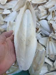 Sell Vietnam High Quality Cuttlefish Bone