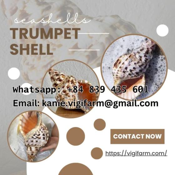 Sell Vietnam Natural Trumpet Shell