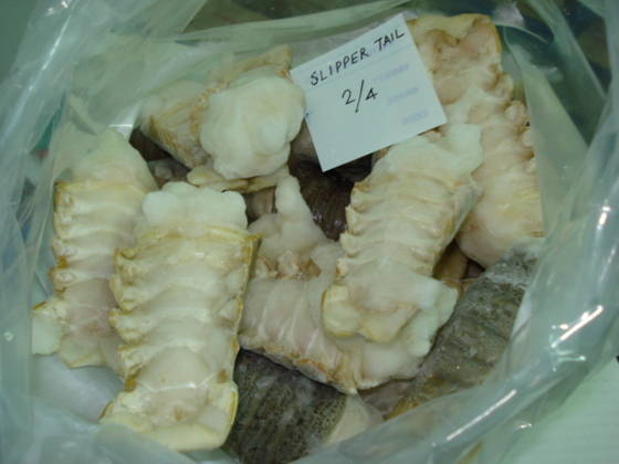 slipper lobster tails