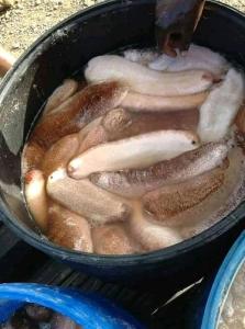 Wholesale Sea Cucumber: Frech and Dry Sea Cucumber Wholesale