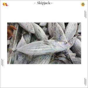Wholesale seafood: Indonesia Frozen Whole Skipjack Tuna From Ternate Export Standard