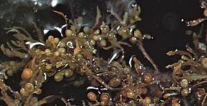 Wholesale dried eucheuma: Seaweed