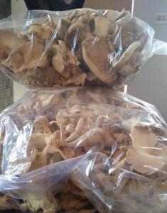 Wholesale mushooms: Dried Oyster Mushroom