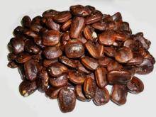 Wholesale fruit container: Tamarind Seeds