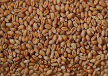 Wholesale wheats: Bulk Wheat, Milling Wheat