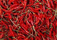 Wholesale high quality: Fresh Red Chilli/ Hot Chili/ High Quality
