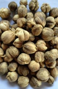 Wholesale Spices & Herbs: Javanese Cardamom, White Cardamom