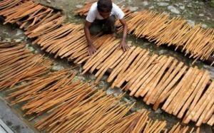 Wholesale cassia: Cassia Vera (Cinnamon), Cinnamon Broken and Cinnamon Stick From Indonesian