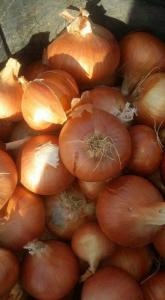 Wholesale golden: Fresh Onions