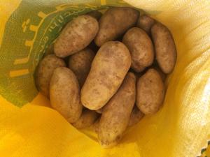 Wholesale fresh potatoes: Fresh Potatoes