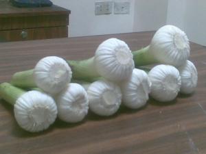 Wholesale garlic: Fresh Garlic