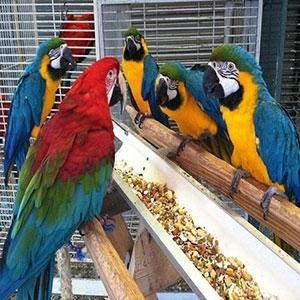 Wholesale mineral: Blue and Gold Macaws Parrots for Sale