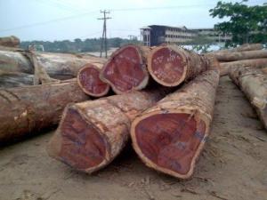 Wholesale high quality: Ayous Wood Logs Timber On All Types and Sizes