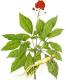 Sell  Ginseng Extract