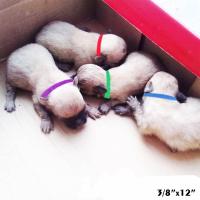 Multi Color Puppy ID Collar Adjustable Pets Collar for Newborn Pets