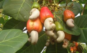 Wholesale cashew nuts: Cashew Nuts