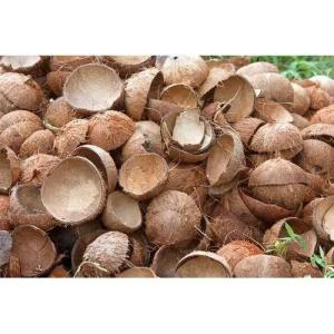 Wholesale Fresh Food: Coconut Shell