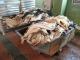 Sell Raw Tanzania Hides and Skins ( Cow Hides, Donkey Hides