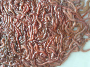 freeze dry lugworm, freeze dried worm, freeze dry bait, freeze dry lugworm, freeze  dried worm, freeze dry bait - GUANGZHOU UNION AQUATIC PRODUCTS CO., LTD