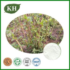 Wholesale Herb Medicine: ISO & GMP Factory  Supply Polygonum Cuspidatum Root Extract,Resveratrol by HPLC
