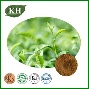 Wholesale green tea extracts: Green Tea Extract,Polyphenols, EGCG by HPLC