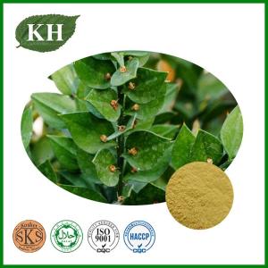Wholesale acai berry powder: ISO & GMP Factory Supply Butcher's Broom Extract  Saponin Glycosides 10% by UV