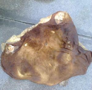 Wholesale sales: Wet Salted Chow Head Hides for Sale