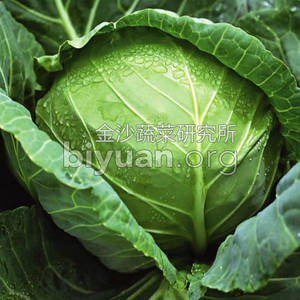 Wholesale cabbage seed: Kingshire Cabbage ZG NO.11