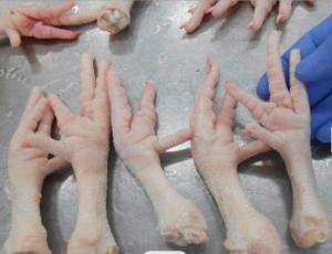 Wholesale Meat & Poultry: First Grade Chicken Paw/Feet for Sale