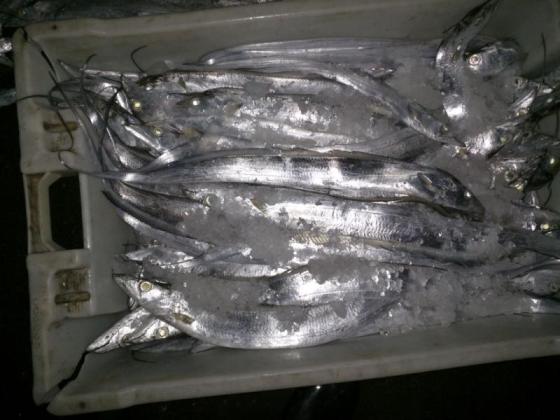 Sell Frozen Ribbonfish WR Hook Line Caught