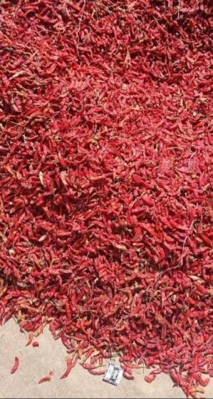 Sell Dried Red Chilies