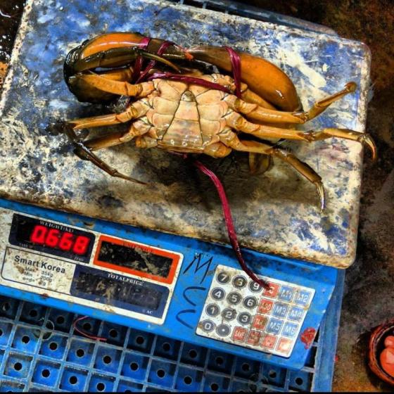 Sell Live Mud Crabs