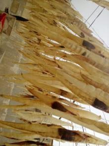 Wholesale Dried Food: Dried Indian Conger Eel Maw
