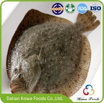 Sell IQF Frozen Turbot (W/R Gutted)