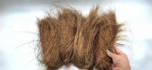 Wholesale into furniture: High-Quality Indonesian Coir Bristle by KRB Coco