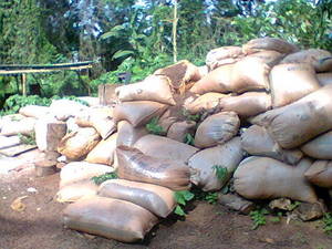 Wholesale and ness: Palm Kernel Shells Wholesale and ness: Palm Kernel Shells