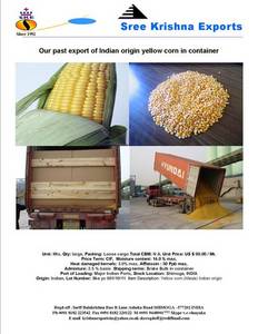 Wholesale yellow corn: Yellow Corn