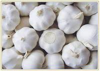 Sell White Fresh Garlic