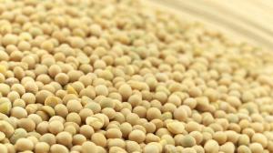 Wholesale diet: Soybean