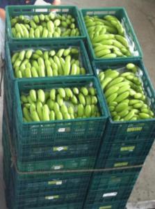 Wholesale packing: Banana