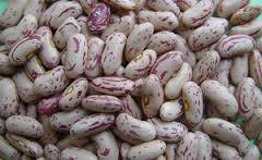 Wholesale lighting: Light Speckled Kidney Beans Wholesale Light Speckled Kidney Beans for Sale