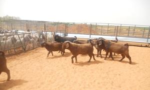 Wholesale export available: TOP QUALITY  LIVE Full Blood Kalahari Goats / Kalahari Red Goats  / Live Red Kalahari Goats